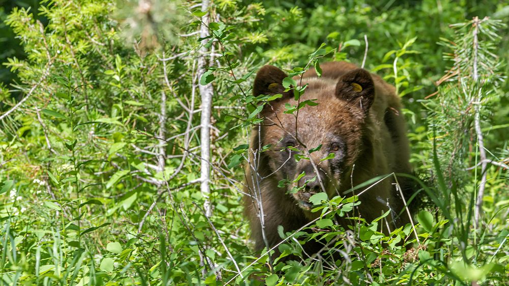Photograph by Гришанов Пётр