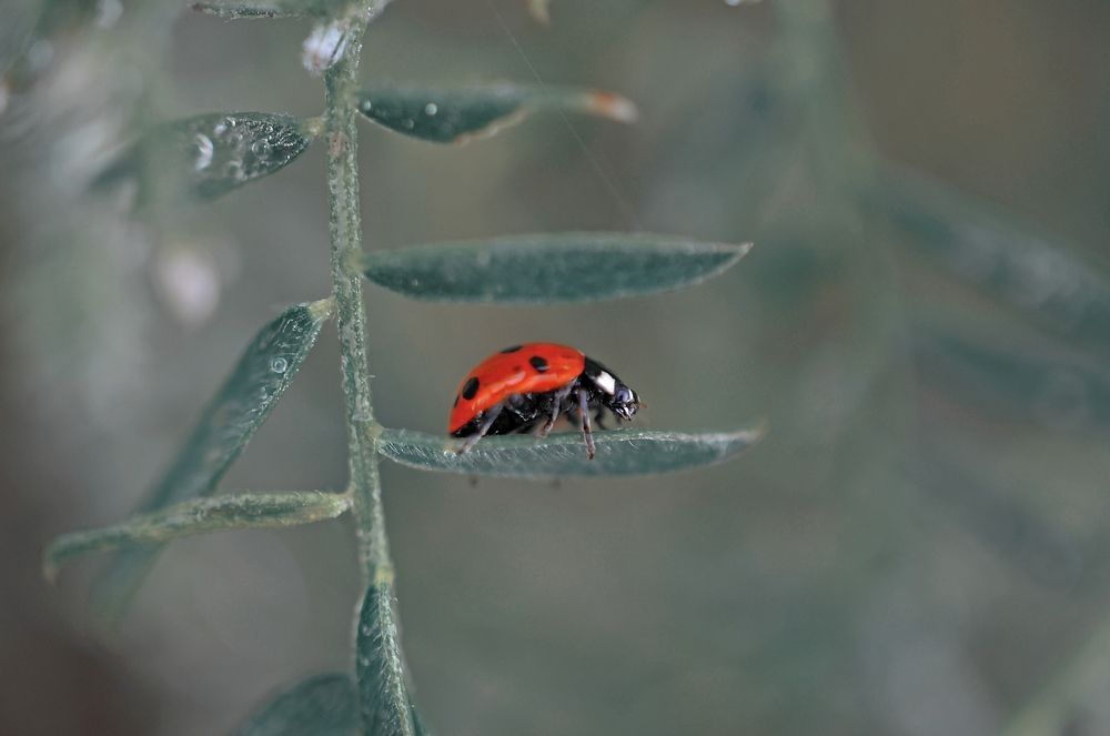 Божья коровка  на мышином горшке