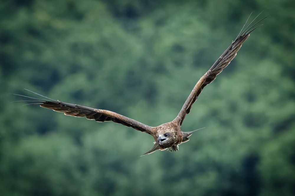 Photograph by KOHAGI