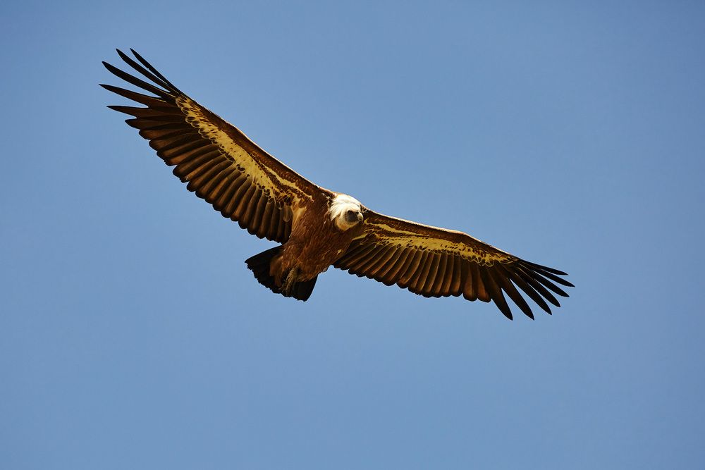 Фотография автора TOTORO