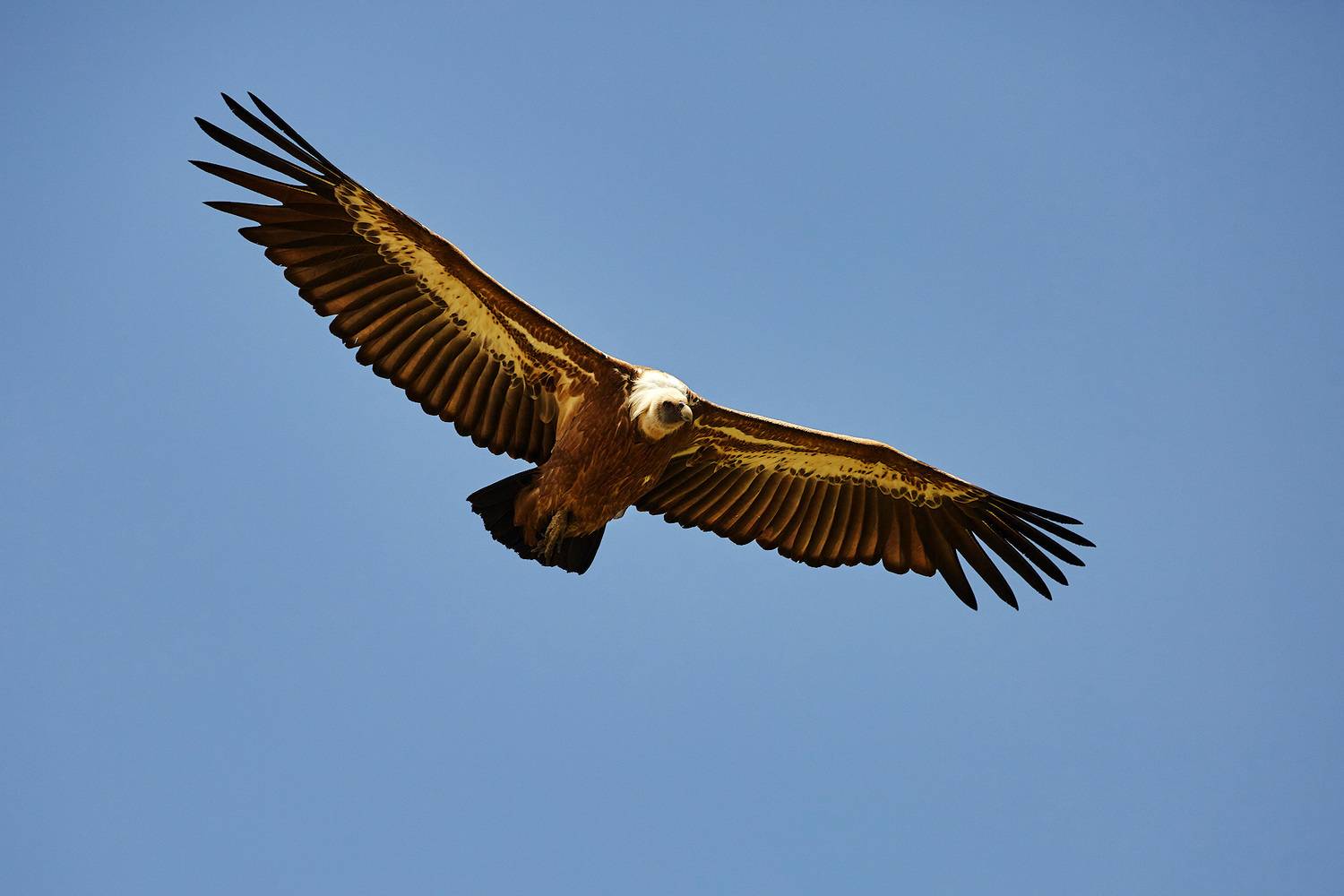 Фотография #12824553