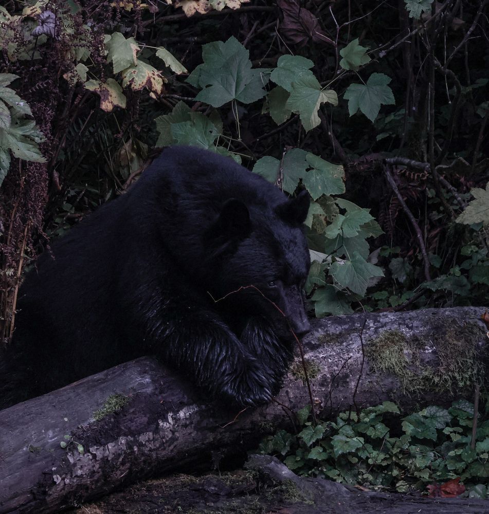 Photograph by Irina Sushkova