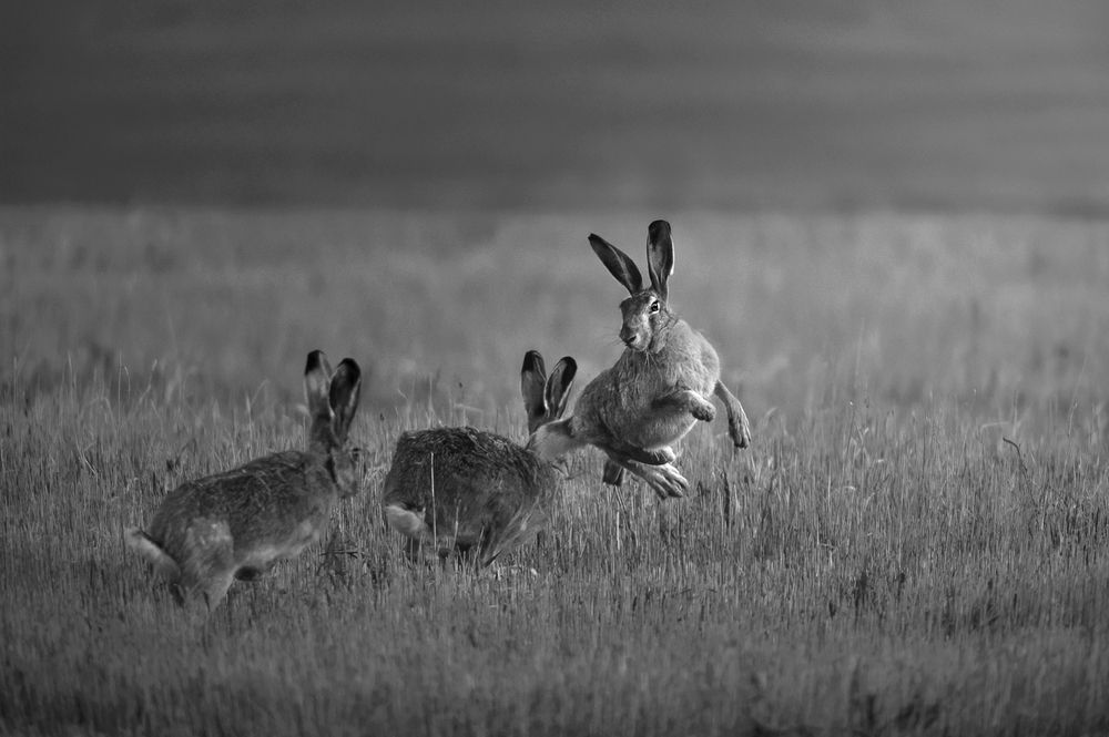 Photograph by Nephotograph