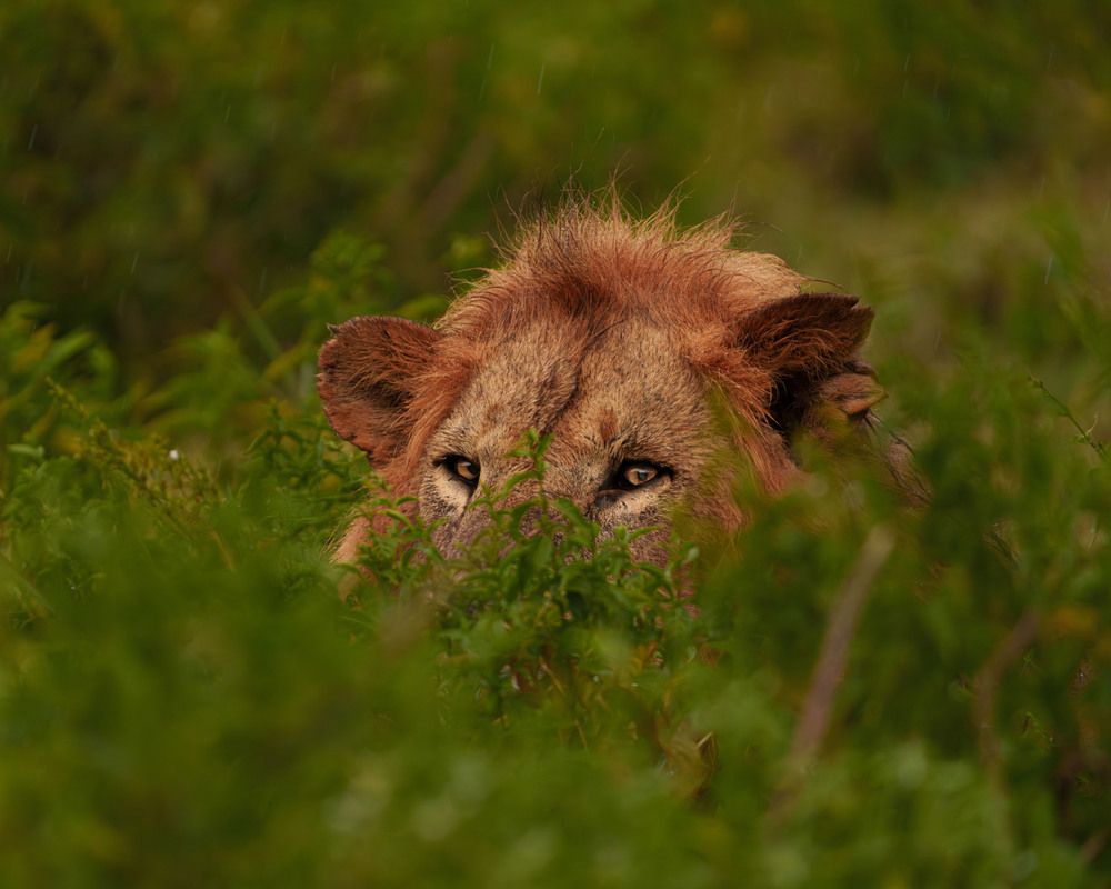 Eyes of the Silent Hunter