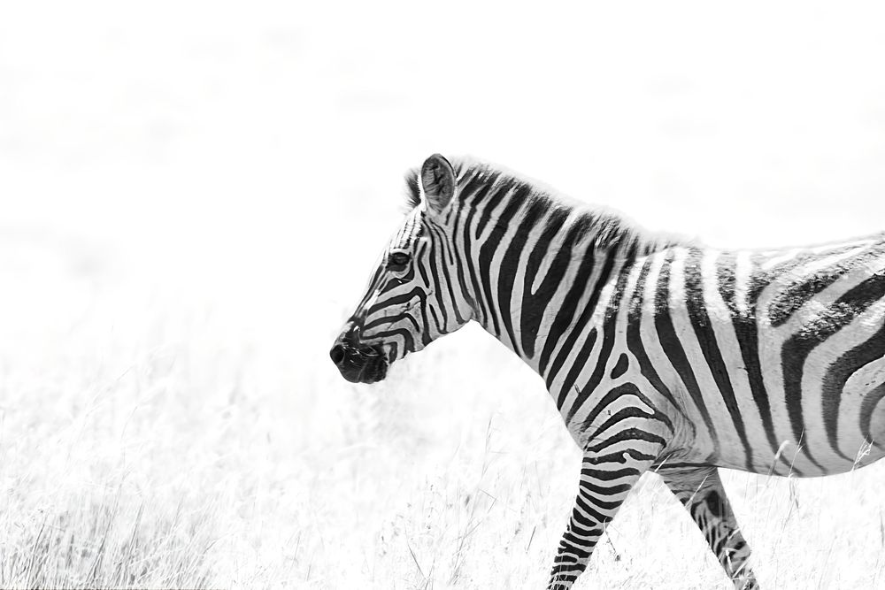 Zebra in Black and white