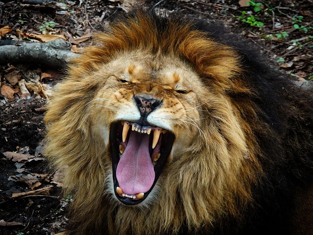 Смех царя зверей.