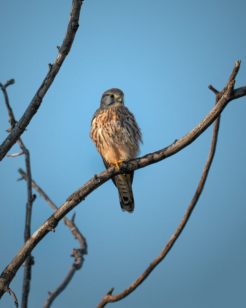 Photograph by PAPKIAURI TORNIKE