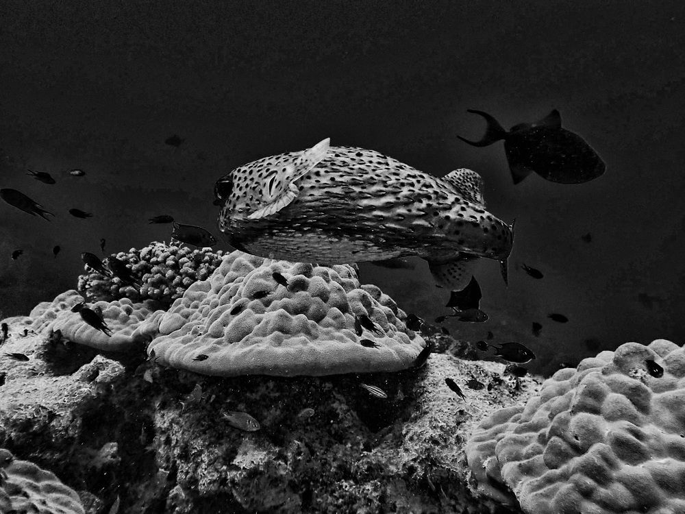 Фотография автора Bhupender Gupta