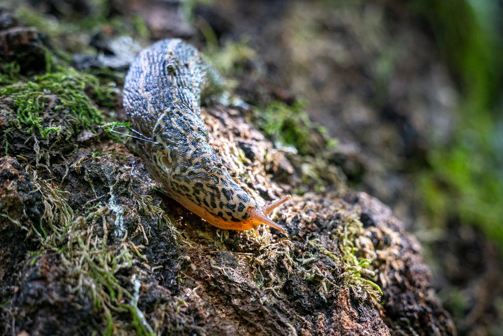 Photograph by Андрей Аникеев