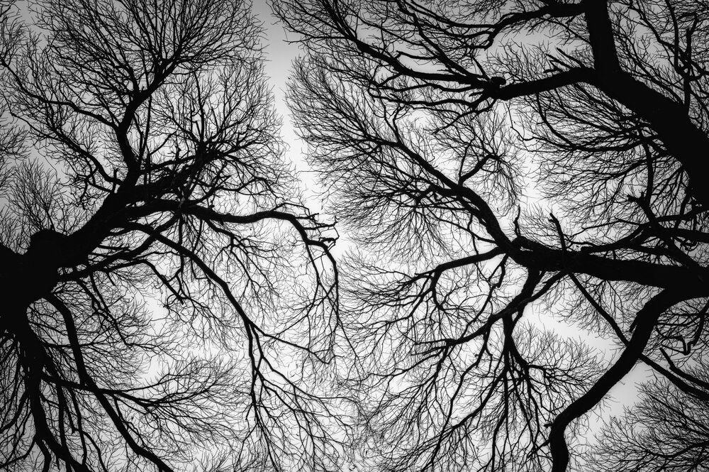 Вены, капилляры и нервные окончания. Берегите лес!