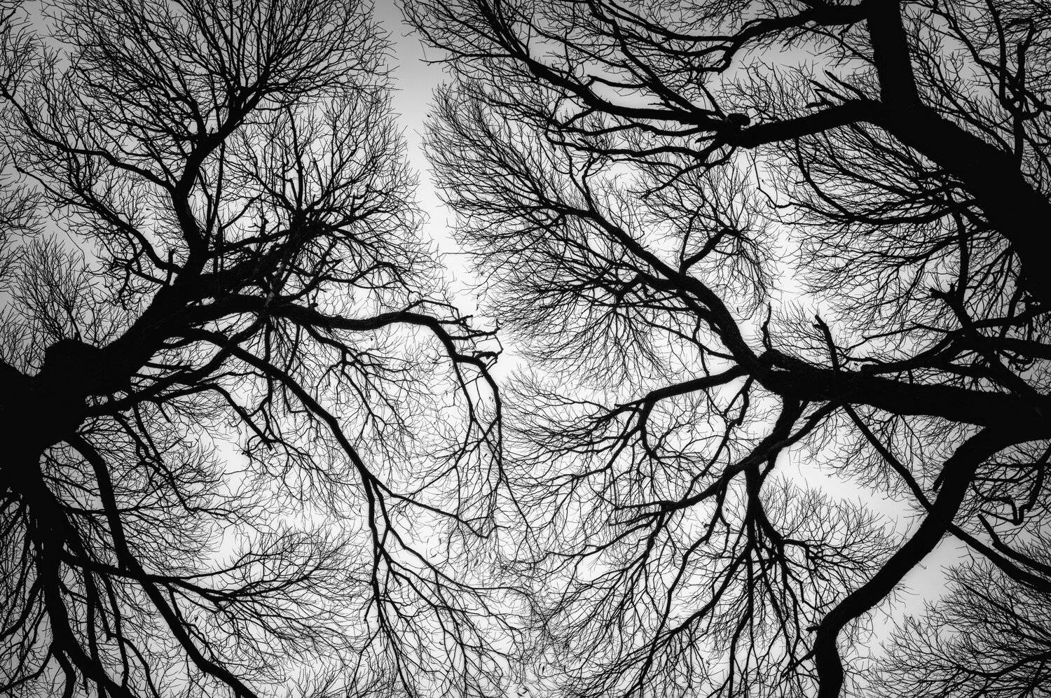 Вены, капилляры и нервные окончания. Берегите лес! Вены, капилляры и нервные окончания. Берегите лес!