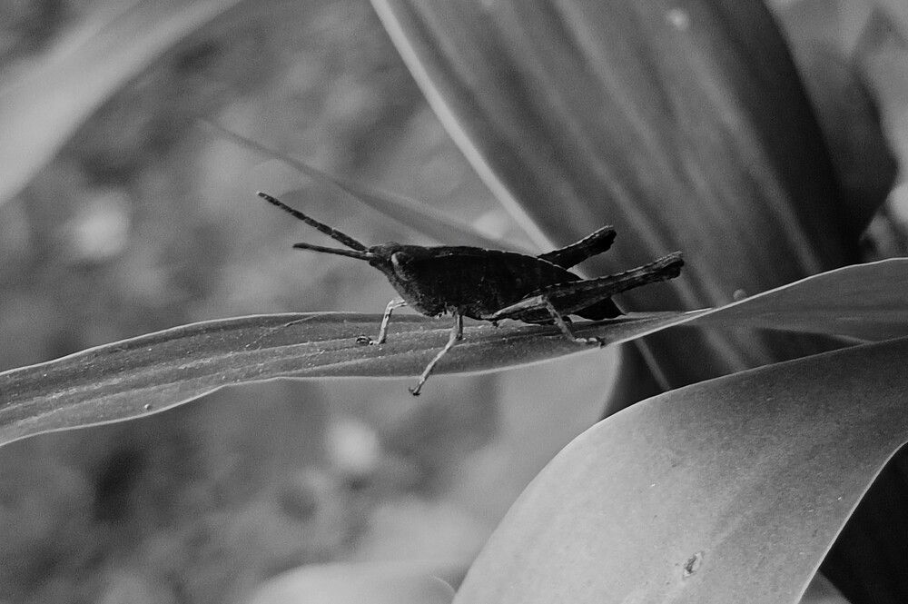 Photograph by Tina Gogoi