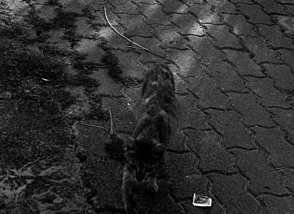 Photograph by Tina Gogoi