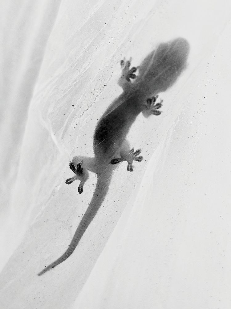 Photograph by Tina Gogoi