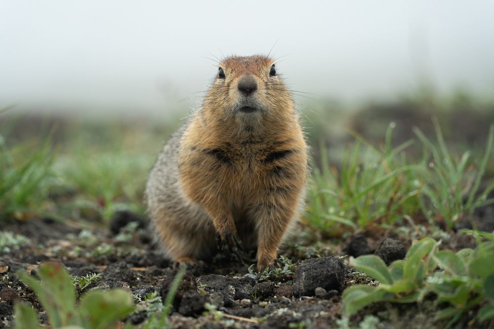 Photograph by Андрей Гусаров