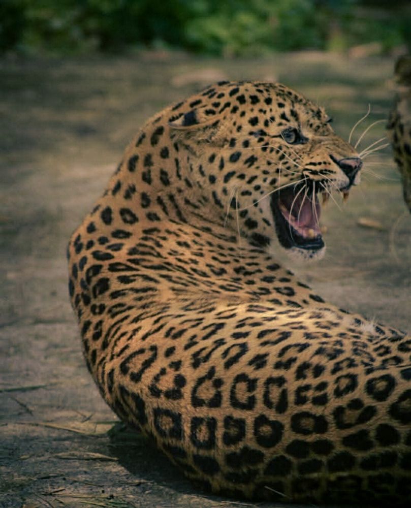 Photograph by Uddipta Banerjee