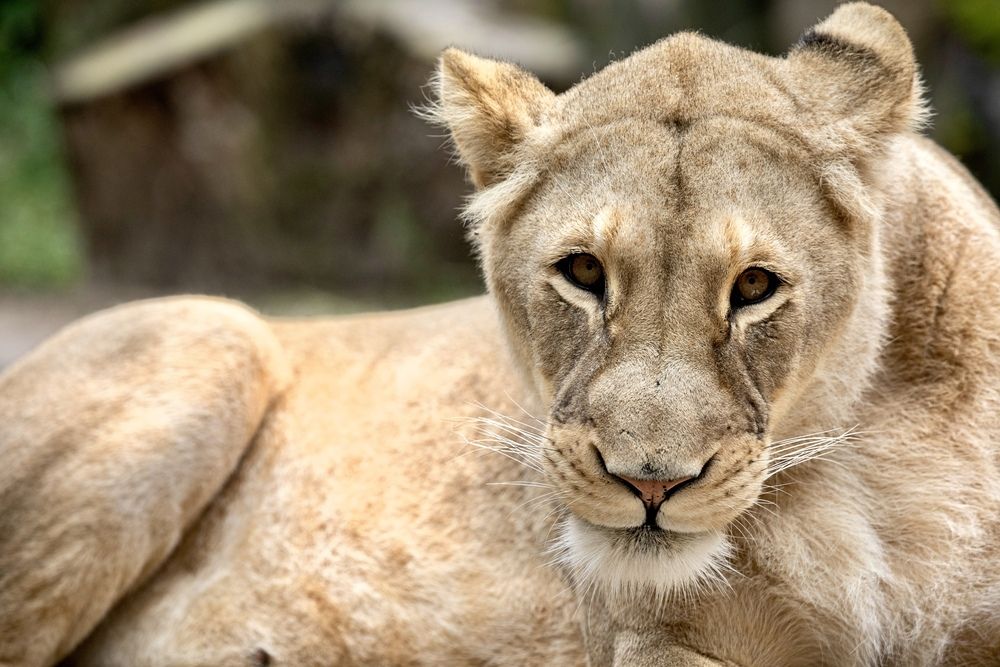 Фотография автора Yelena Berezina