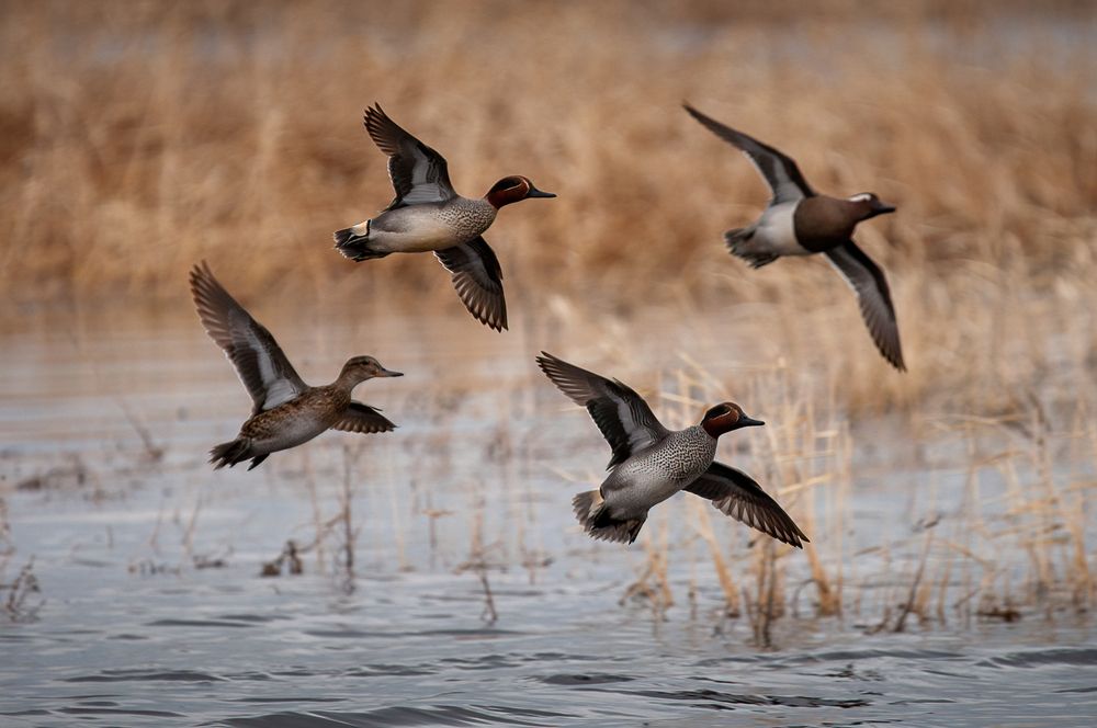 Чирки в полете