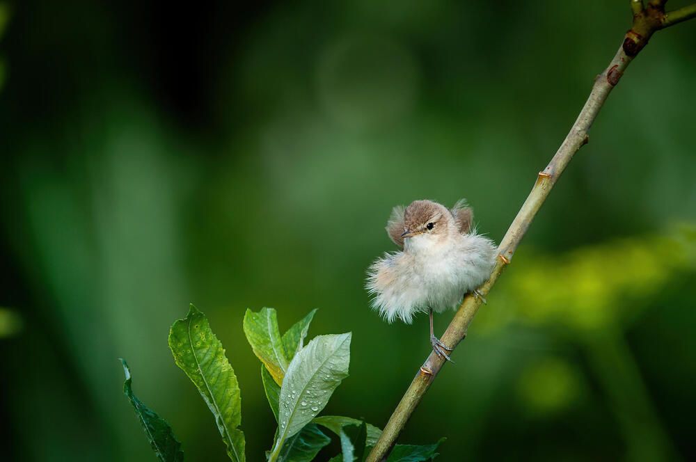 Ветер в ивах