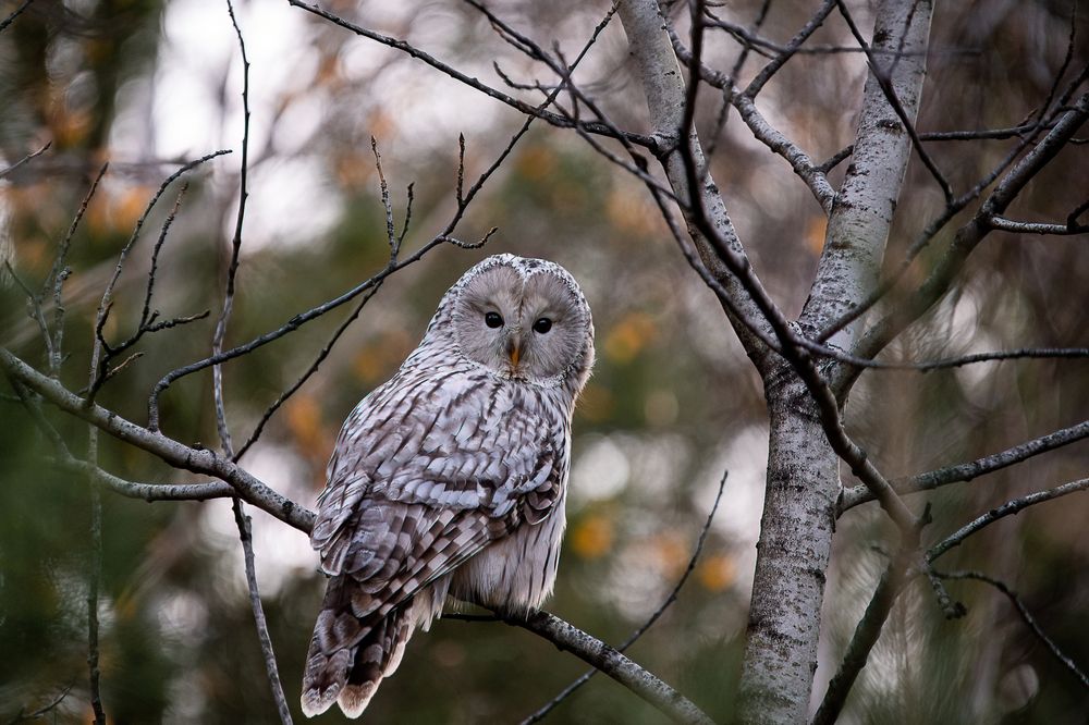 Встреча в лесу