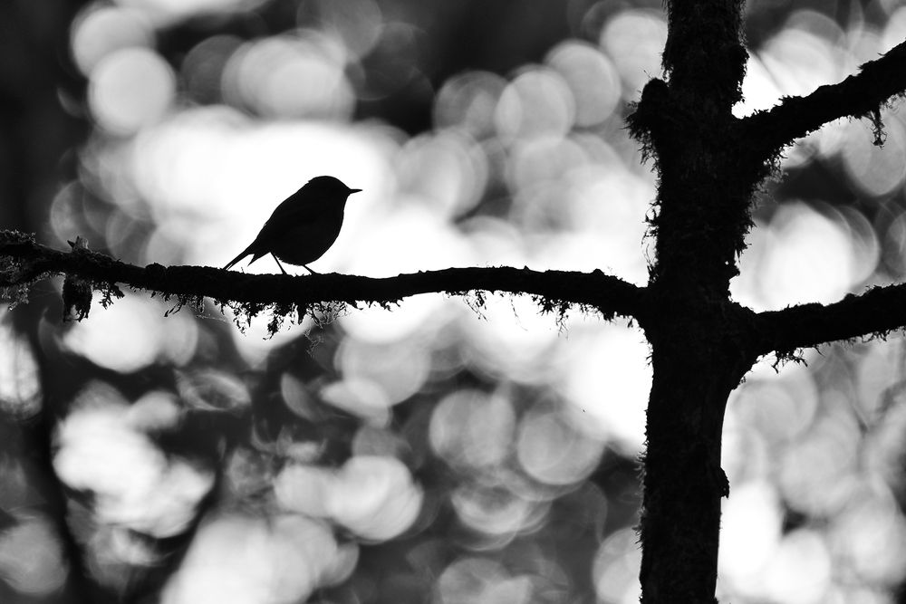 Photograph by Анатолий Садовский