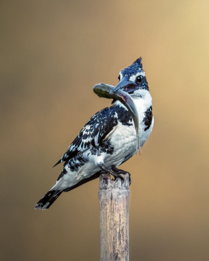 Photograph by Bidyut Kalita