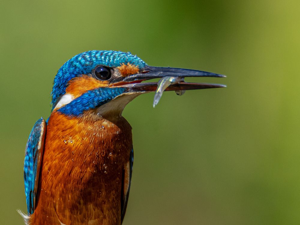 Photograph by Bidyut Kalita