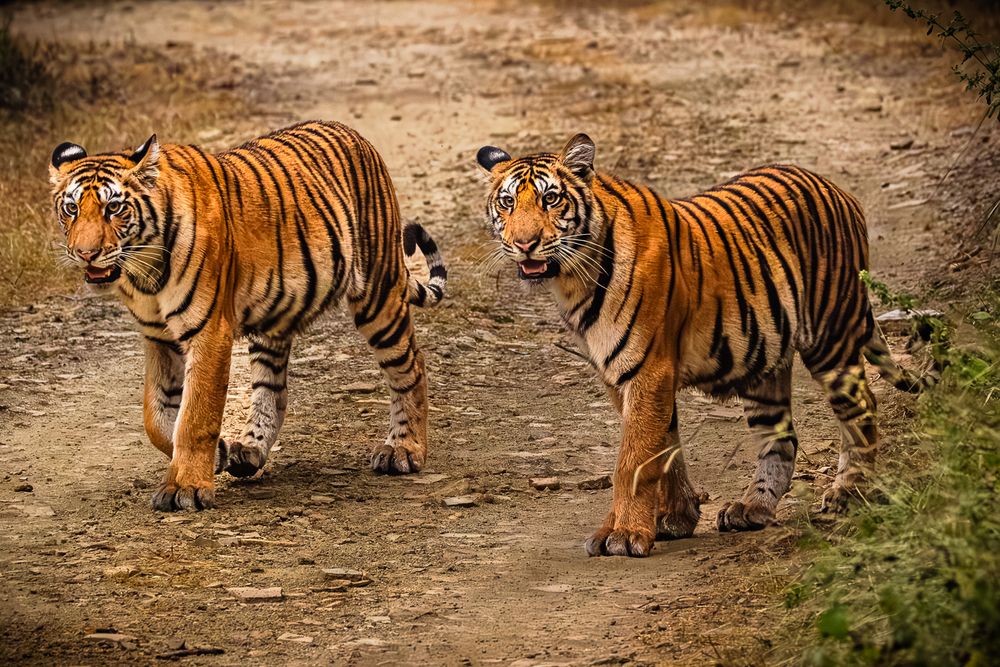 Photograph by MUKESH RAJAN S