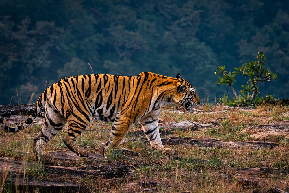 Photograph by MUKESH RAJAN S