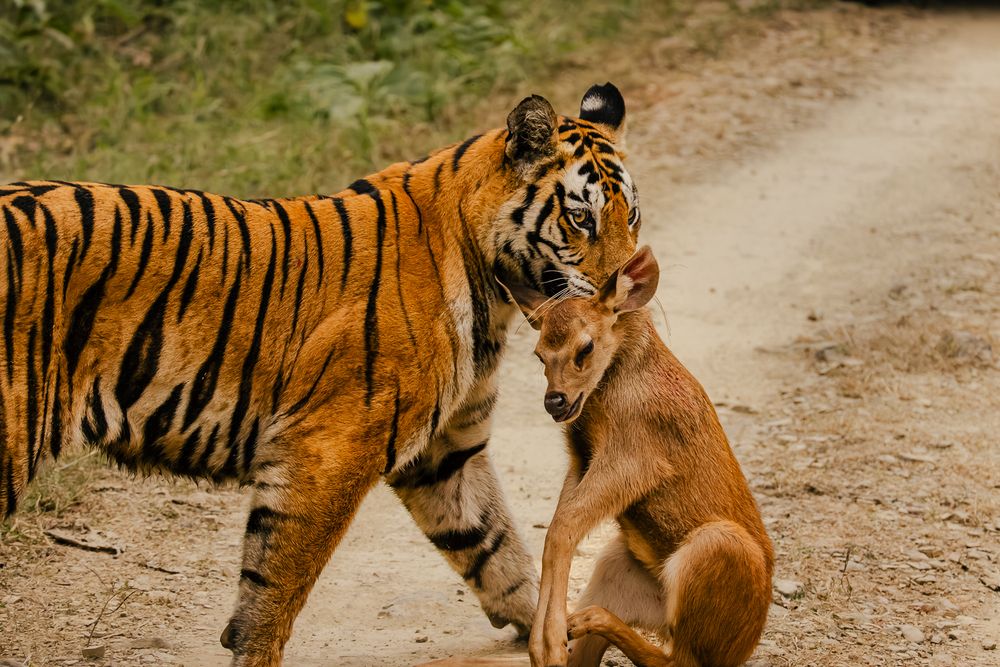Photograph by MUKESH RAJAN S