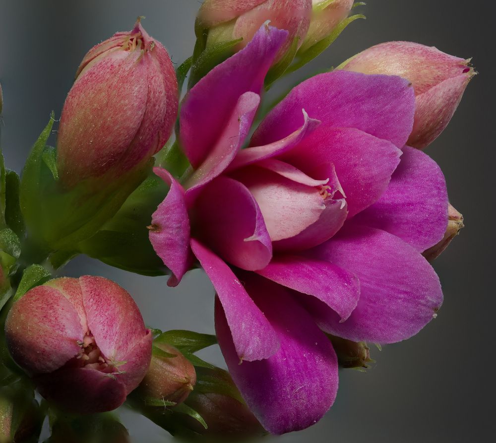 Цветок/ flower