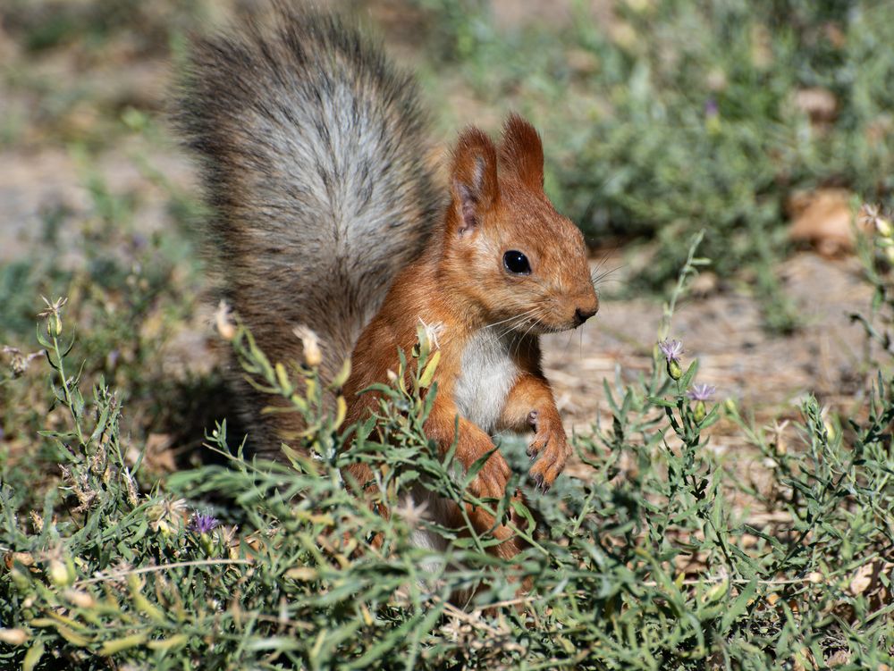 Squirrel in the grass