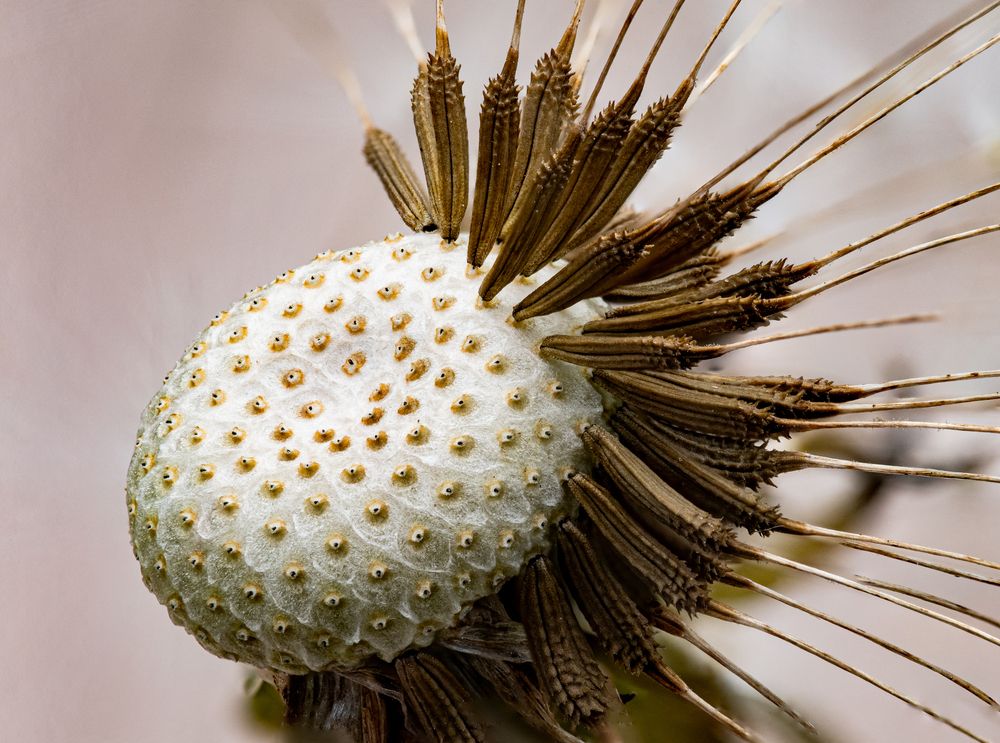 dandelion receptacle without fluff