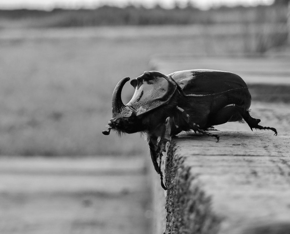 Photograph by Alexandr Gorelenkov