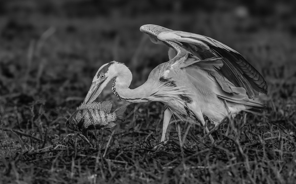 Photograph by Shalini Jain