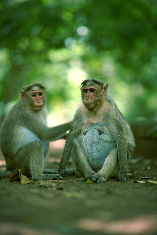 Photograph by Bragadeesh R