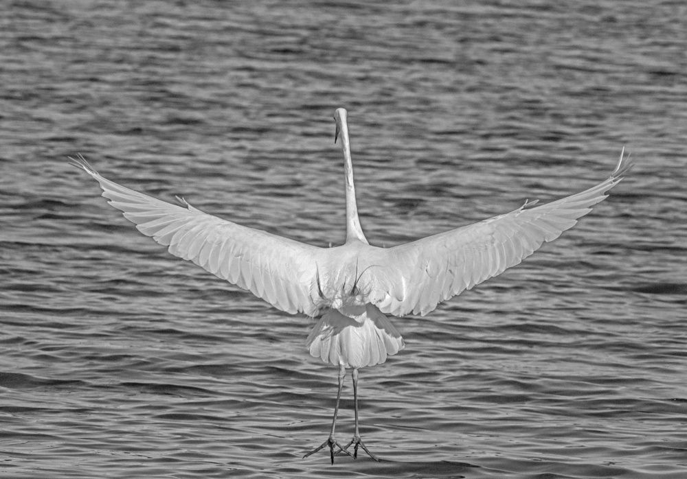 Photograph by Алексей Сиваков