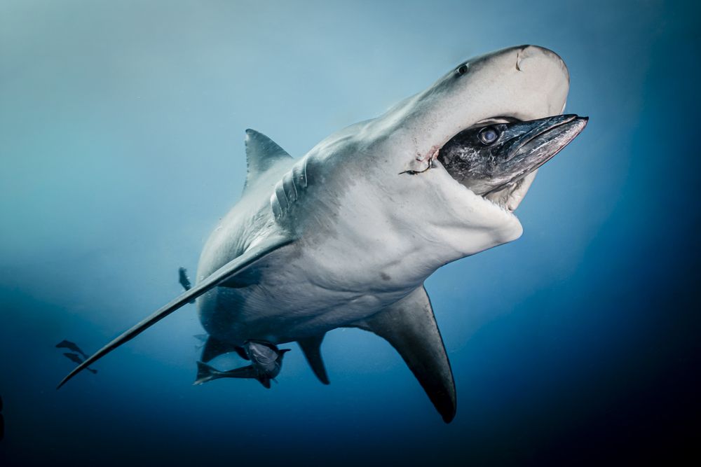 Фотография автора Fabi Fregonesi