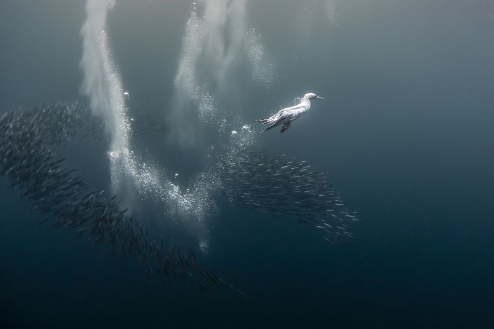 Фотография автора Fabi Fregonesi