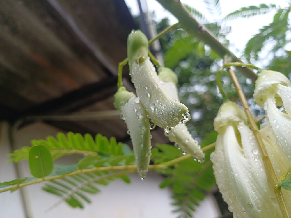 Beauty of rain drops after the rain