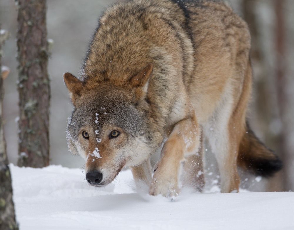 Photograph by Игорь Щербаков