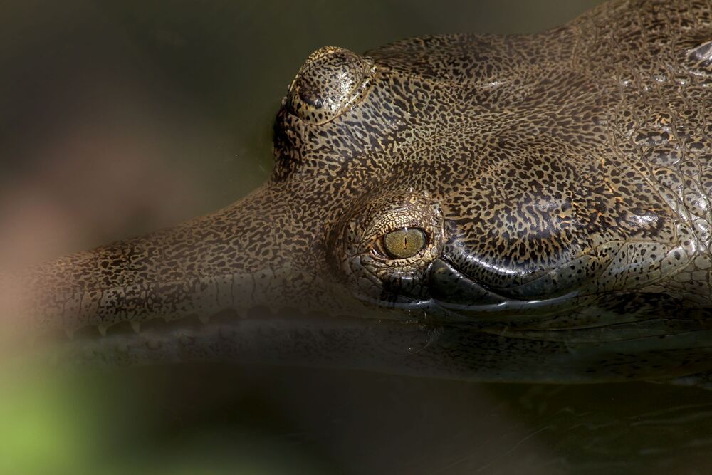 Photograph by shashiranjan prakash