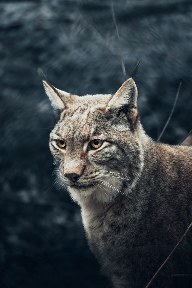 Photograph by Esmir Bilali