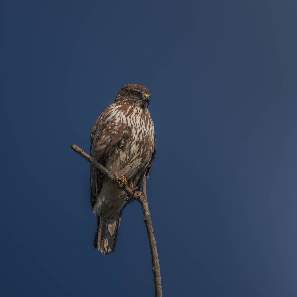 Photograph by Milan Đorđević