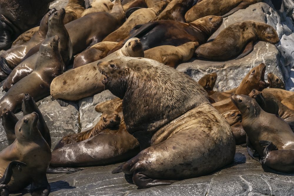 Лежбище сивучей