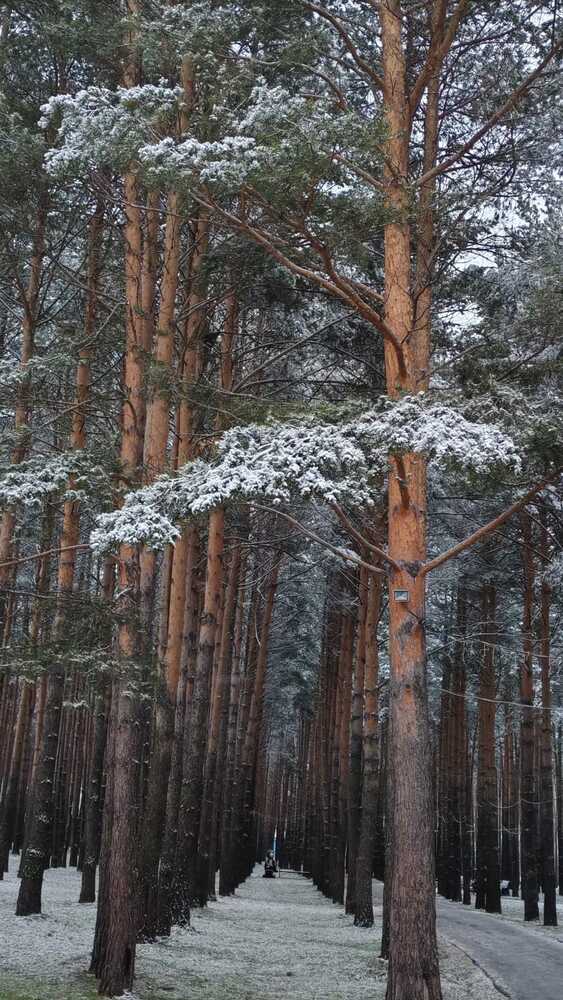 Фотография автора Наталья Шендяпина