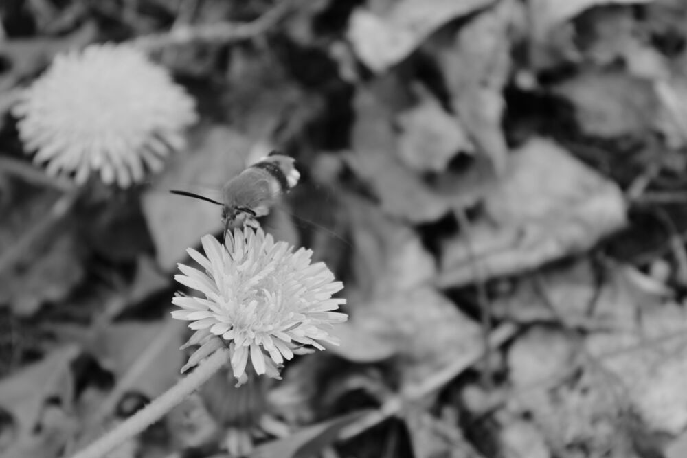 Photograph by Елена Коробченко