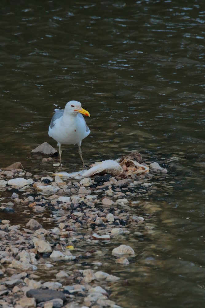 Фотография автора Александр Катацумури
