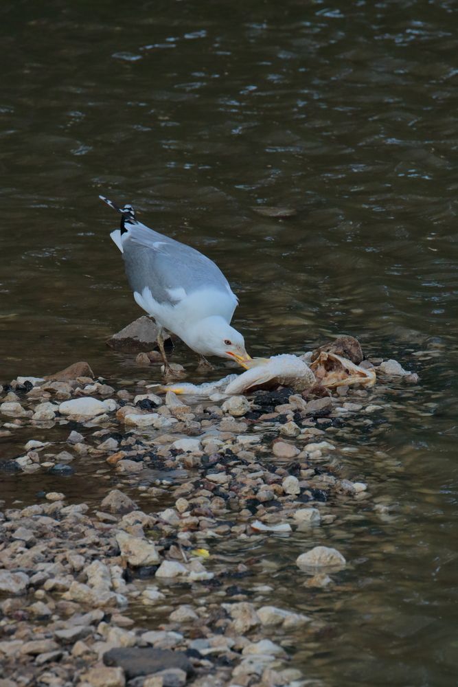 Фотография автора Александр Катацумури