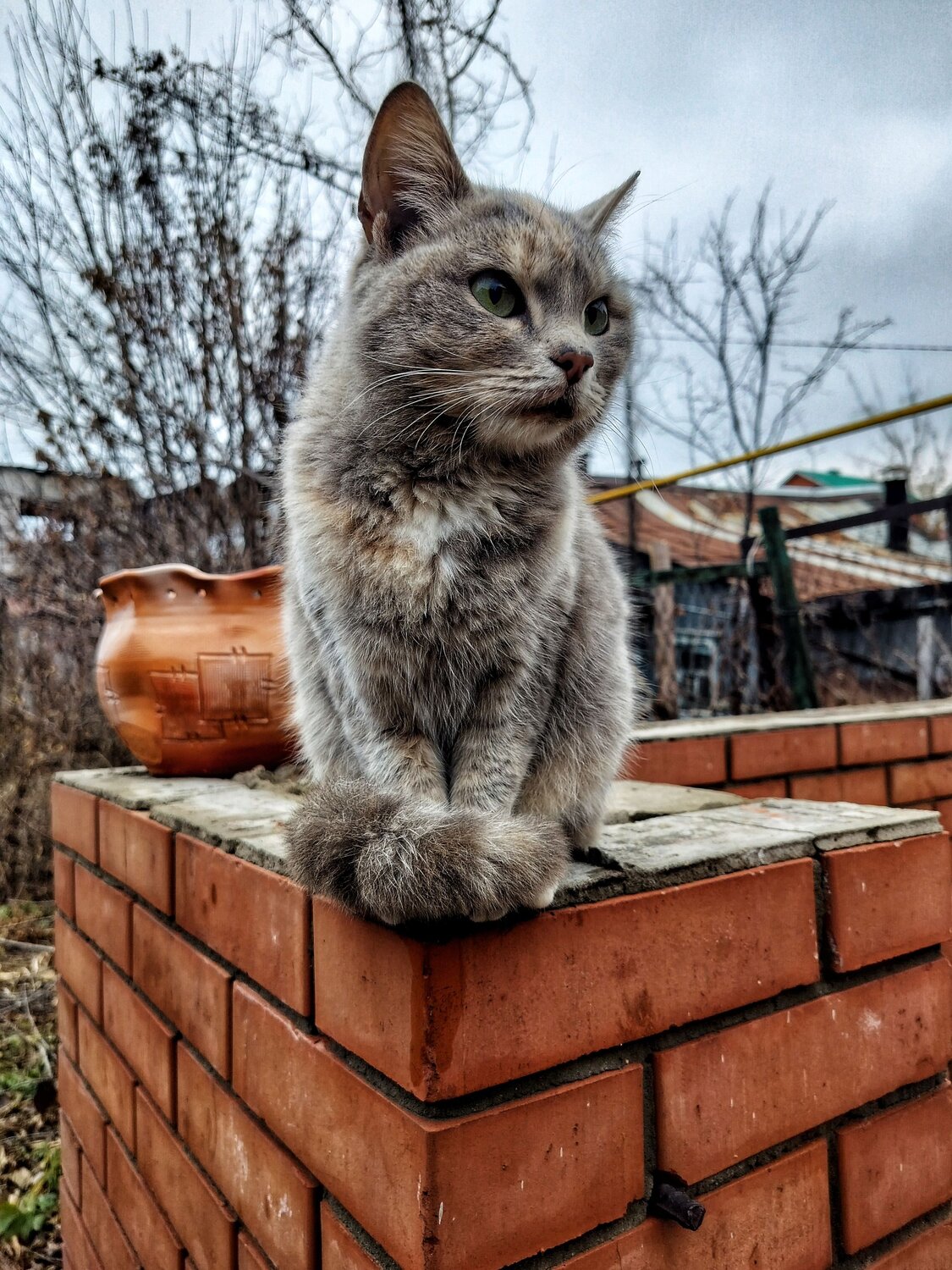 Кошачий взгляд